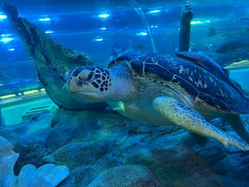 しながわ水族館に投稿された画像（2021/10/10）