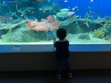しながわ水族館に投稿された画像（2021/10/10）