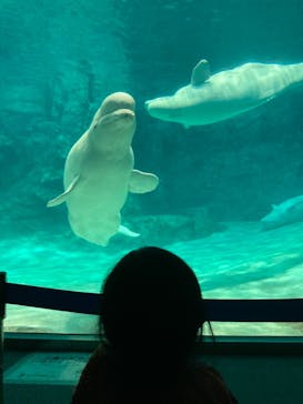 名古屋港水族館に投稿された画像（2021/10/10）