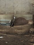 天王寺動物園に投稿された画像（2021/10/10）