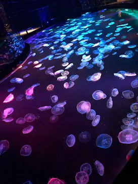 すみだ水族館に投稿された画像（2021/10/10）