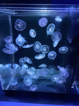 京都水族館に投稿された画像（2021/10/10）
