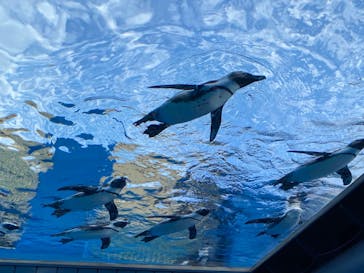 サンシャイン水族館に投稿された画像（2021/10/10）