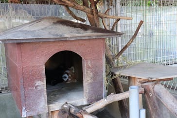 熱川バナナワニ園に投稿された画像（2021/10/10）