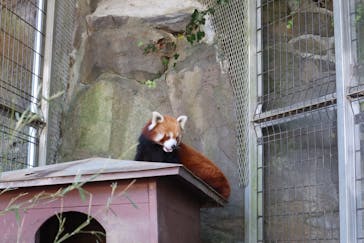 熱川バナナワニ園に投稿された画像（2021/10/10）