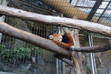 熱川バナナワニ園に投稿された画像（2021/10/10）