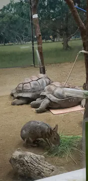 天王寺動物園に投稿された画像（2021/10/10）