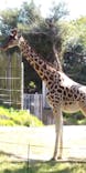 天王寺動物園に投稿された画像（2021/10/10）