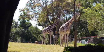 天王寺動物園に投稿された画像（2021/10/10）