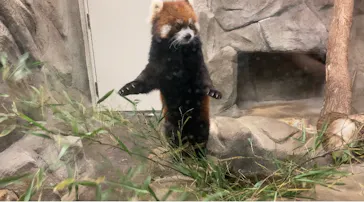 天王寺動物園に投稿された画像（2021/10/10）