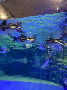 すみだ水族館に投稿された画像（2021/10/10）