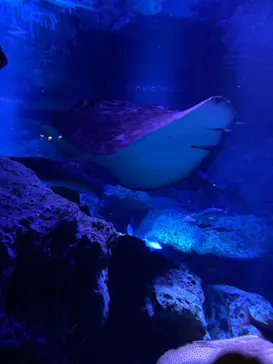 すみだ水族館に投稿された画像（2021/10/10）