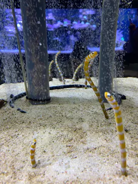 すみだ水族館に投稿された画像（2021/10/10）