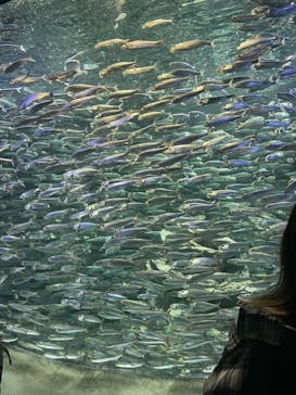 サンシャイン水族館に投稿された画像（2021/10/10）