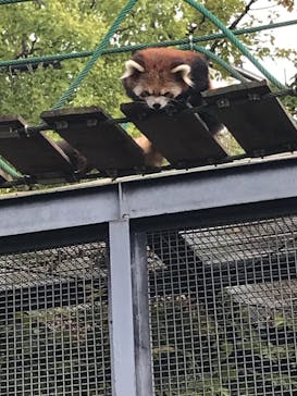 旭川市旭山動物園に投稿された画像（2021/10/10）