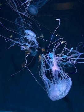 京都水族館に投稿された画像（2021/10/10）