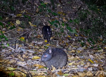 奄美ナイトツアーサービスに投稿された画像（2021/10/11）