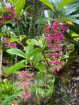 御菓子御殿　名護店　やんばる亜熱帯の森DINO恐竜PARKに投稿された画像（2021/10/11）