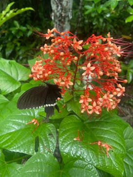 御菓子御殿　名護店　やんばる亜熱帯の森DINO恐竜PARKに投稿された画像（2021/10/11）