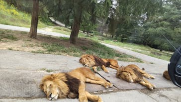 群馬サファリパークに投稿された画像（2021/10/11）