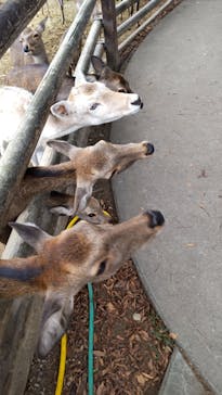 群馬サファリパークに投稿された画像（2021/10/11）