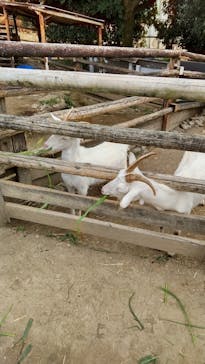 群馬サファリパークに投稿された画像（2021/10/11）