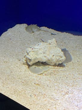 サンシャイン水族館に投稿された画像（2021/10/11）