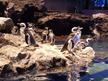 すみだ水族館に投稿された画像（2021/10/11）
