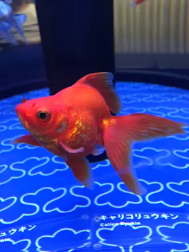 すみだ水族館に投稿された画像（2021/10/11）