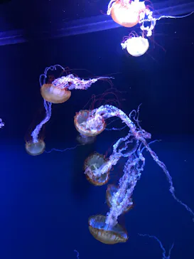 すみだ水族館に投稿された画像（2021/10/11）