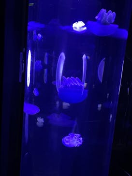 サンシャイン水族館に投稿された画像（2021/10/11）