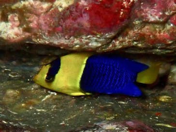 安良里マリンに投稿された画像（2021/10/11）