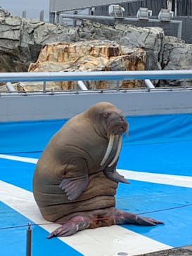 大分マリーンパレス水族館 「うみたまご」に投稿された画像（2021/10/11）