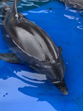 大分マリーンパレス水族館 「うみたまご」に投稿された画像（2021/10/11）