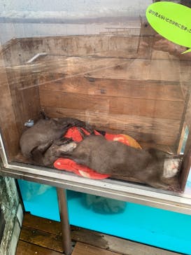 大分マリーンパレス水族館 「うみたまご」に投稿された画像（2021/10/11）