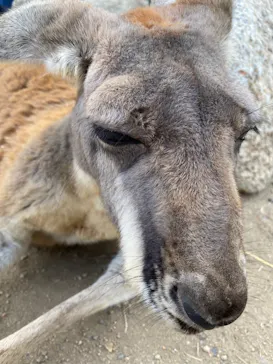 神戸どうぶつ王国に投稿された画像（2021/10/11）