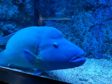 すみだ水族館に投稿された画像（2021/10/11）