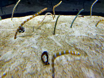 すみだ水族館に投稿された画像（2021/10/11）