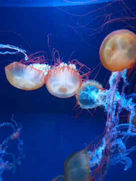 すみだ水族館に投稿された画像（2021/10/11）