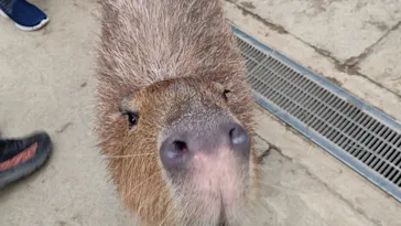 神戸どうぶつ王国に投稿された画像（2021/10/11）