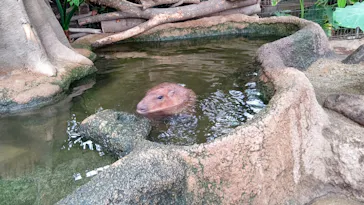 神戸どうぶつ王国に投稿された画像（2021/10/11）