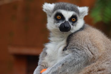 しろとり動物園に投稿された画像（2021/10/11）