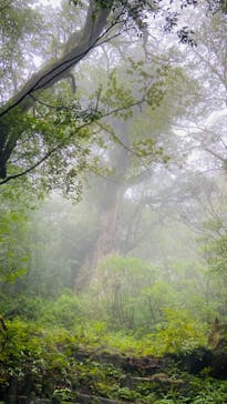 Yamakara屋久島に投稿された画像（2021/10/11）