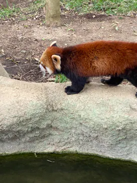 神戸どうぶつ王国に投稿された画像（2021/10/11）