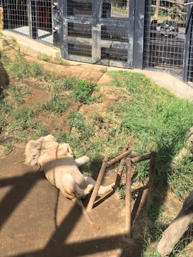 沖縄こどもの国に投稿された画像（2021/10/11）