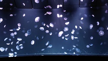 サンシャイン水族館に投稿された画像（2021/10/11）