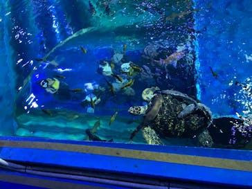 しながわ水族館に投稿された画像（2021/10/12）