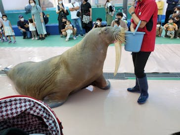 ゼロ距離水族館 伊勢シーパラダイスに投稿された画像（2021/10/12）