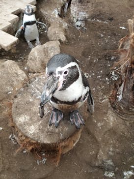 ゼロ距離水族館 伊勢シーパラダイスに投稿された画像（2021/10/12）