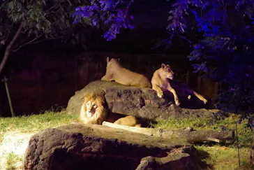 天王寺動物園に投稿された画像（2021/10/12）